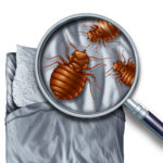 Bedbug Infestation on bed shown with magnifying glass