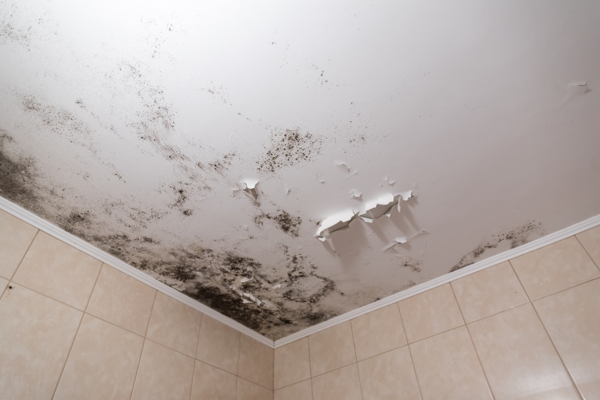 New York Court Throws Out Residential Mold Exposure Expert Opinion